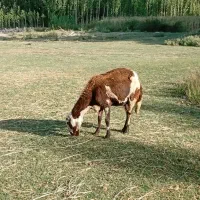 میش پلنگی اصل جنس