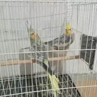 عروس هلندی
