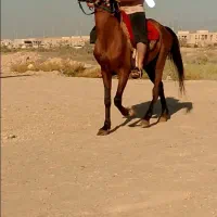 اسب
