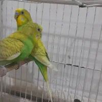 مرغ عشق