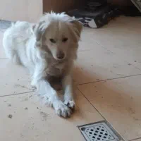 سگ واگذازی اشپیدز