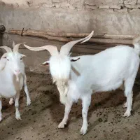 بز سانن فرانسوی