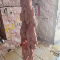 دنبلان گوسفندی