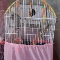 عروس هلندی