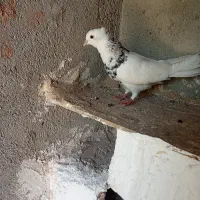 کبوتر