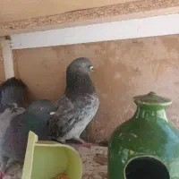 کفتر.فوروشی