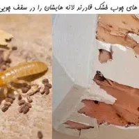 سمپاشی صدراریشه کنی موریانه
