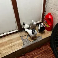 کبوتر|پرنده|قزوین, |دیوار