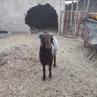 قوچ جوان ۲ساله نژاد افشاری