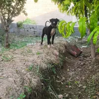 توله پیتبول