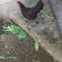 فروش مرغ تخم گذار محلی جوان
