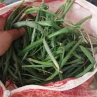 پیاز کوهی و قاقری