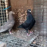 جفت جوجه هیچ بند بوشهری