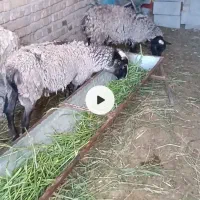 ۳راس بره نر رومانوف و محلی