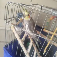 عروس هلندی سینامون