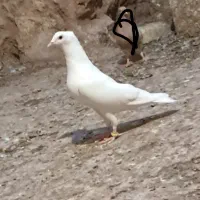 کبوتر