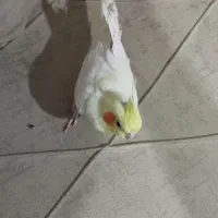 عروس هلندی ماده