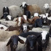 قصاب برای عید قربان
