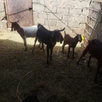 ۱نری با۲تابزکهرنر