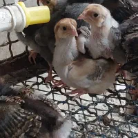 جوجه ویاندوت  بلورد آمریکایی