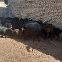 بره ماده