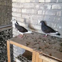جوجه پلاکی هیچ پر