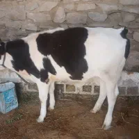گوساله ماده