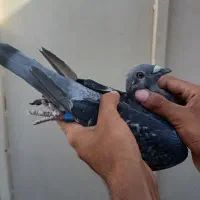 ماده مسافتی گرفتنی