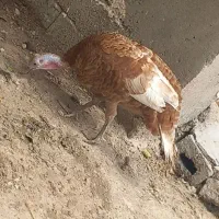 بوقلمون‌کرچ‌