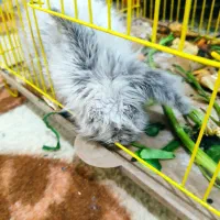 بچه خرگوش لپ|موش و خرگوش|رفسنجان, |دیوار