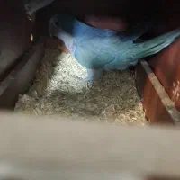 راهب گرین برزیلی خورشیدی