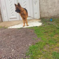 یک عدد سگ جوان ژرمن شپر