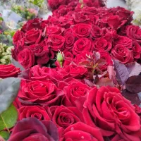 ((جشنواره رز هلندی))