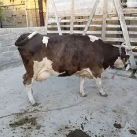 فروش یه راس گاووگوساله