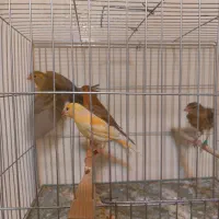 جوجه قناری ۳ ماهه
