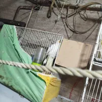 یک عدد عروس هلندی ماده