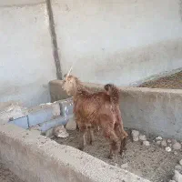 کهره|حیوانات مزرعه|زرقان, |دیوار