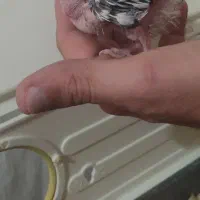 جوجه عروس هلندی سرلاکی