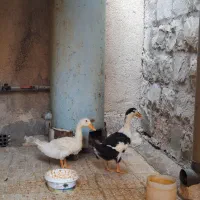 اردک نروماده
