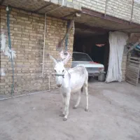 الاغ نر جوان فروشی