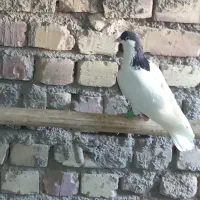 دو عدد کبوتر،نر  کفتر زیل دم سفید و شصتی سیاه