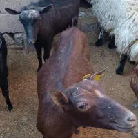 بز مور سیاه