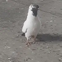 کفتر رنگی|پرنده|قم, پامنار|دیوار