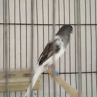 قناری نر قناری ماده سهره
