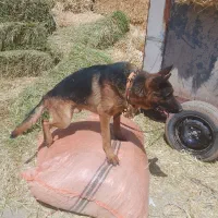 سگ ژرمن نر