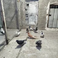 کفتر|پرنده|بندر گناوه, |دیوار
