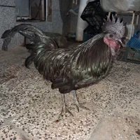 جوجه سمانی و خروس ایام سمانی صحیح و سالم