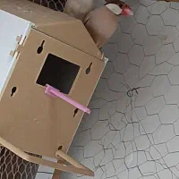 دو جفت فنچ نرگسی