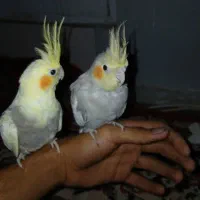 عروس هلندی