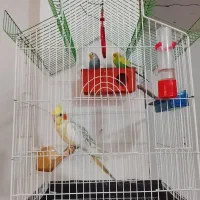 عروس هلندی با قفس